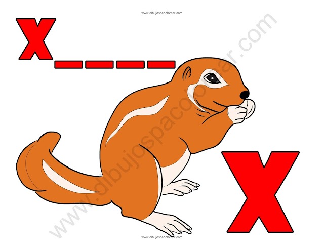 Xerus letra X abecedario dibujo a color y para colorear